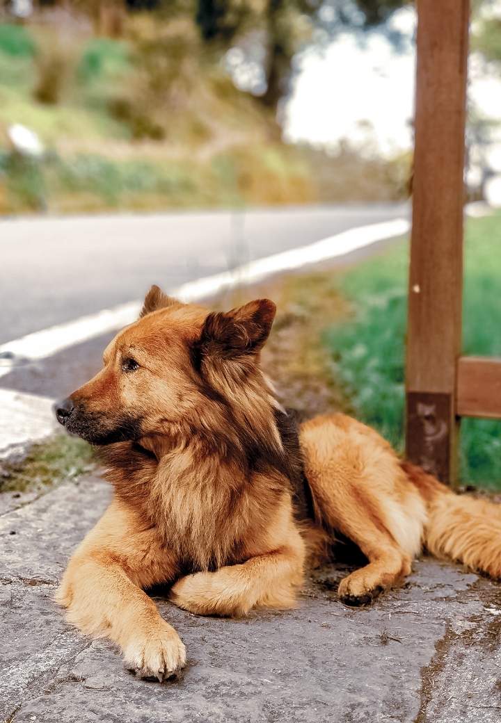 Paw Patrol: Protecting Your Pet’s Paws on Hot Pavement